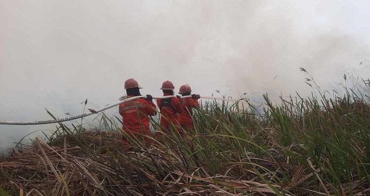 Hotspot Karhutla Turun, Kemenhut Perkuat Pengendalian dan Evakuasi Satwa