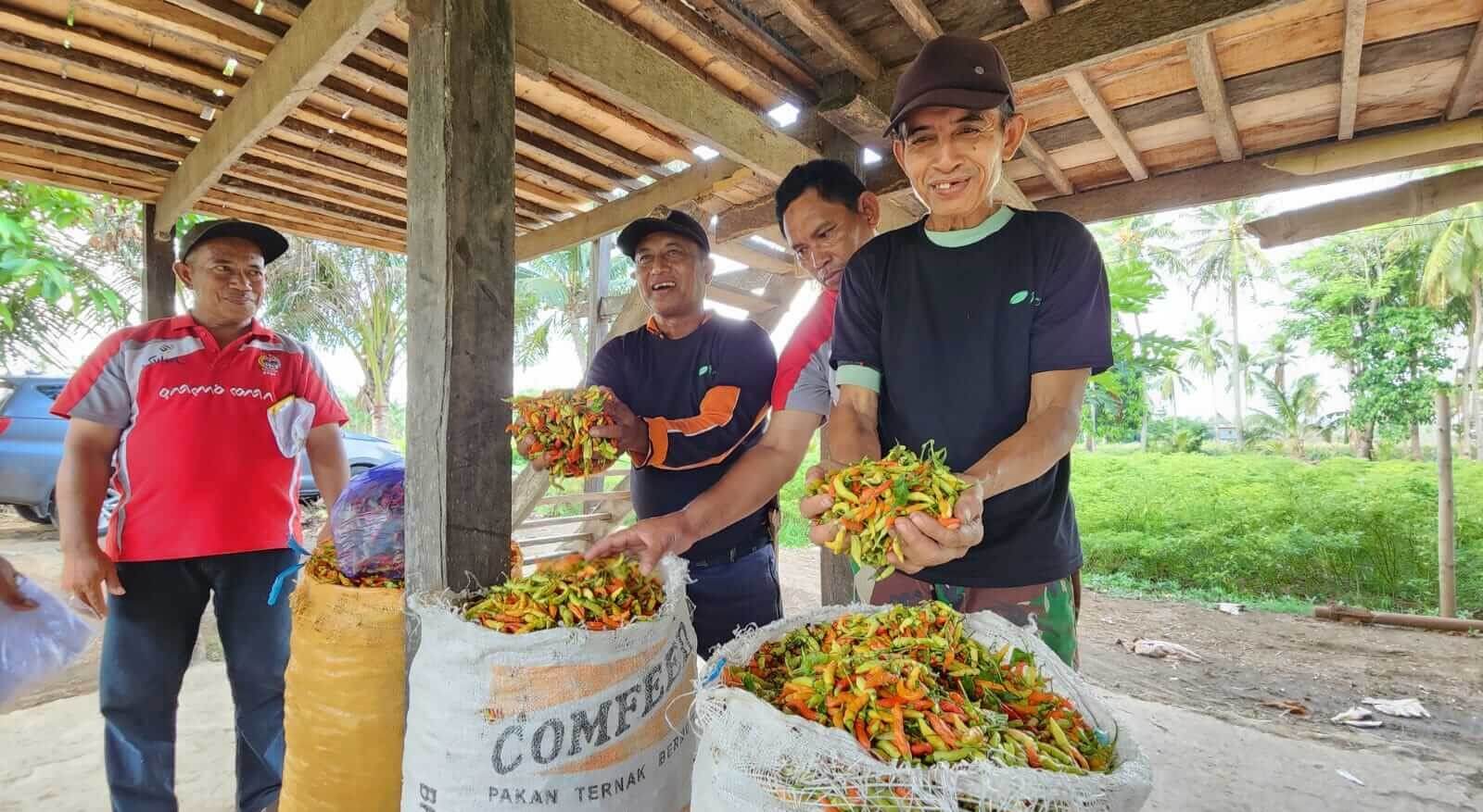 Champion Cabai Indonesia